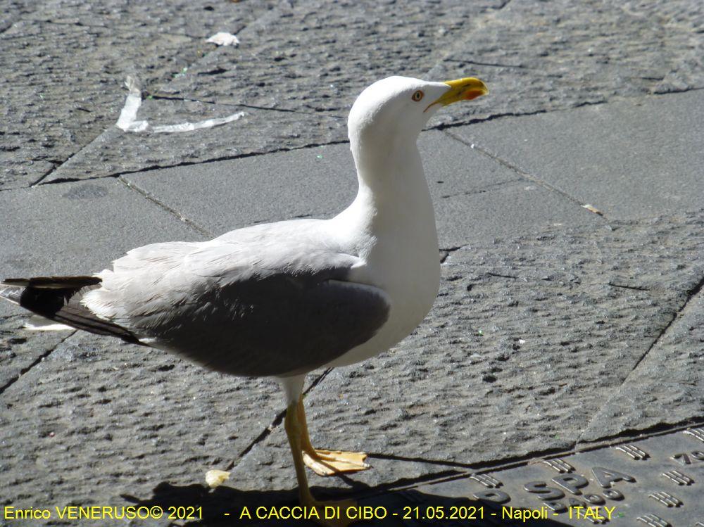 103 - A caccia di cibo
